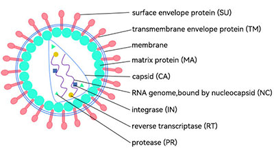 慢病毒载体结构图解 慢病毒载体结构图解