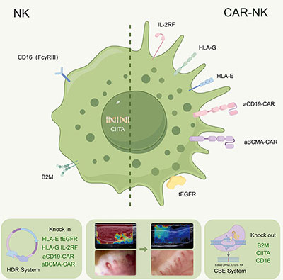 CAR-NK示意图 CAR-NK示意图